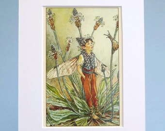 Ribwort Plantain Fairy print, vintage Cicely Mary Barker illustration, botanical wall art, mounted and ready to frame 6x8 inches
