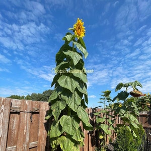 Titan Sunflower Seeds Organic NON-GMO - Grown by the Crazy Sunflower Lady in Ozark, MO