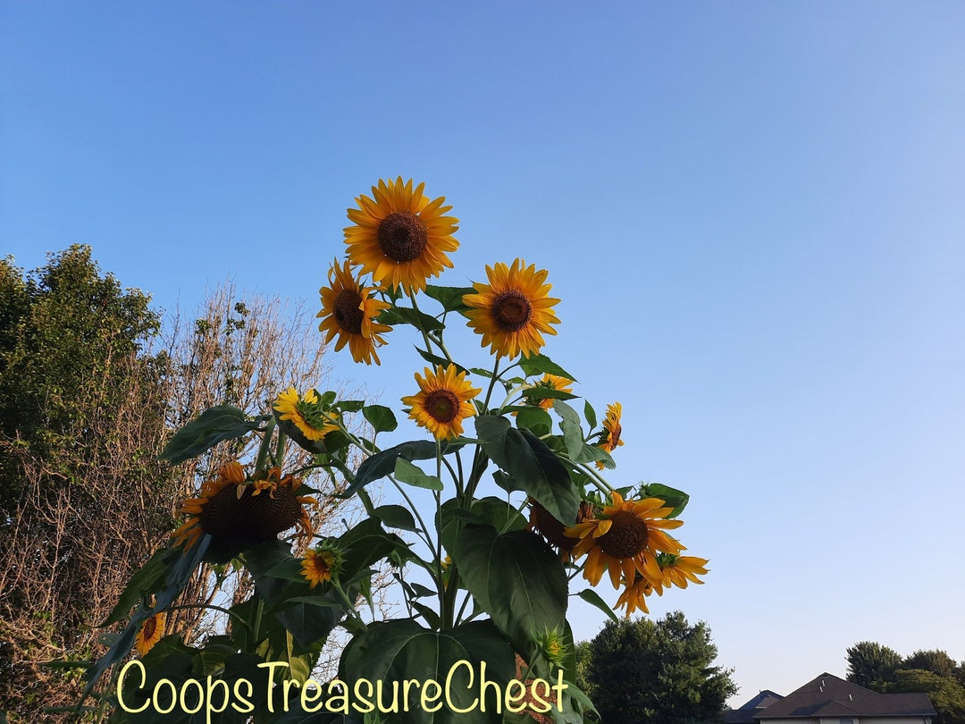 mammoth sunflower with multiple flowers
