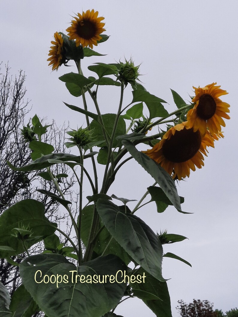 Giant Russian Mammoth Multipleflower Head Sunflower Seeds Organic Non