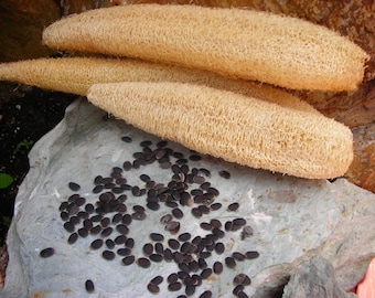 Organic Luffa/Loofah (large) Gourd Seeds Dish/Shower Exfoliating Sponges - NON-GMO - No Chemicals - Great Gifts