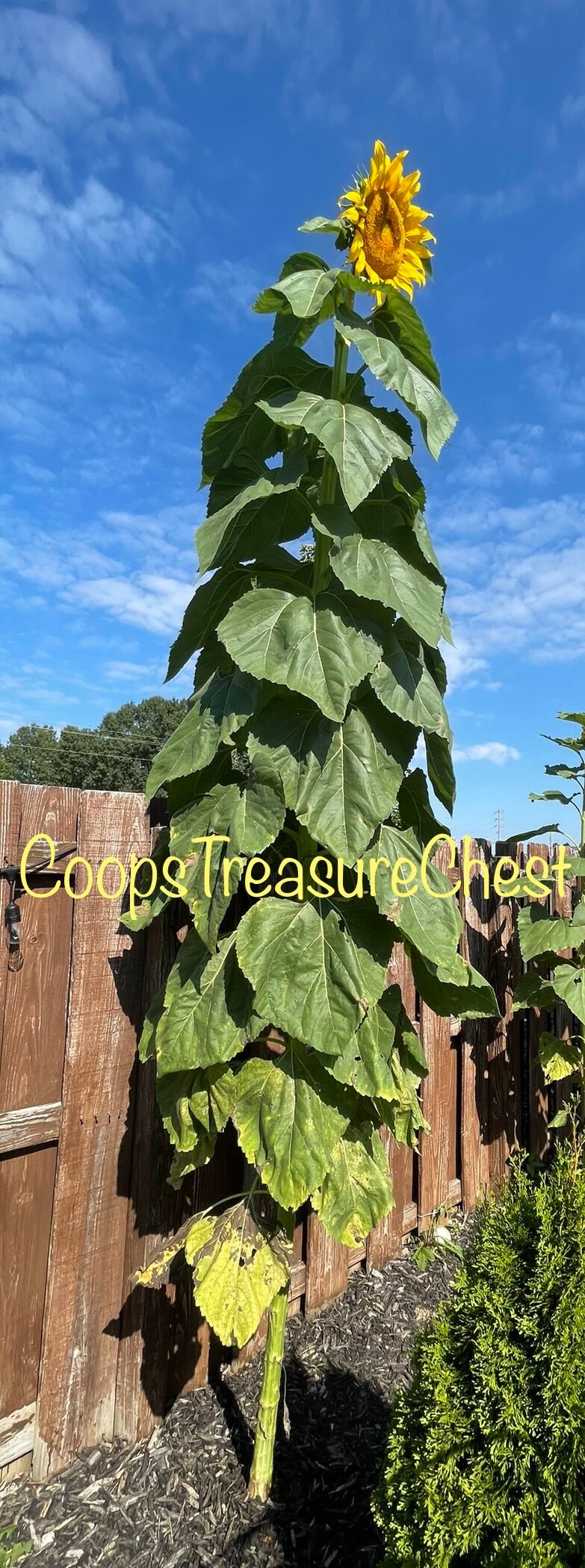 Titan Sunflower Seeds Organic NON-GMO - Grown by the Crazy