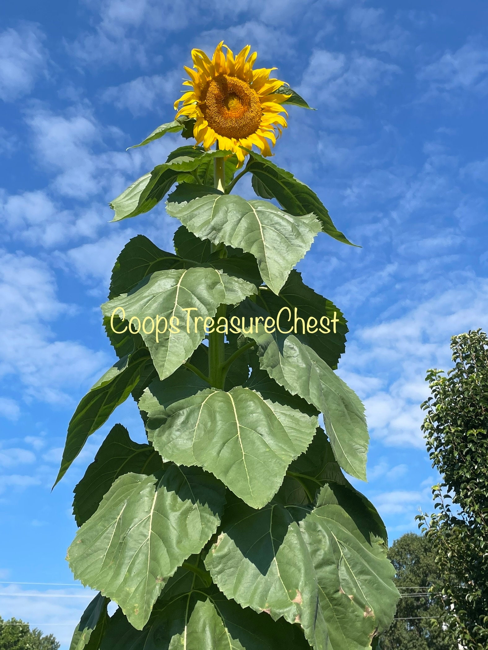 Titan Sunflower Seeds Organic NON-GMO - Grown by the Crazy