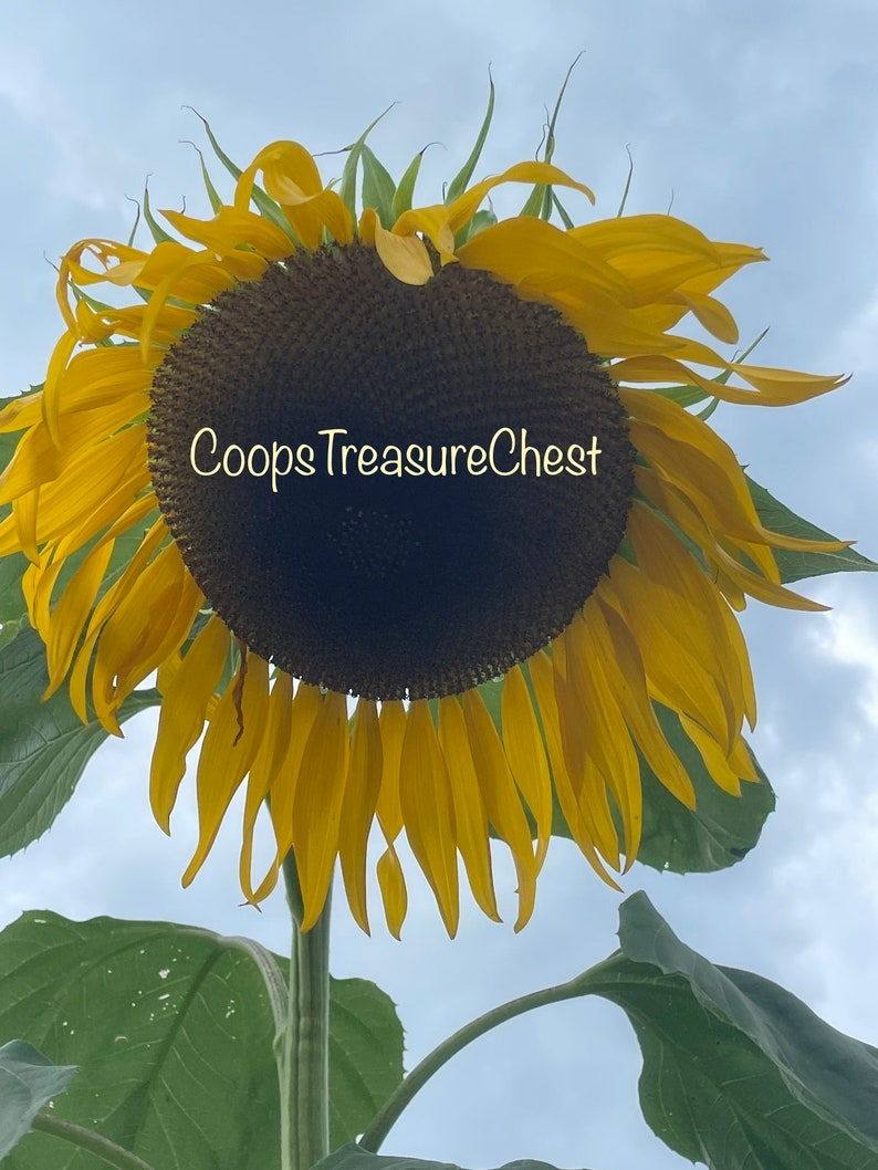 Giant Russian Mammoth Sunflower Seeds Organic NONGMO Grown Etsy