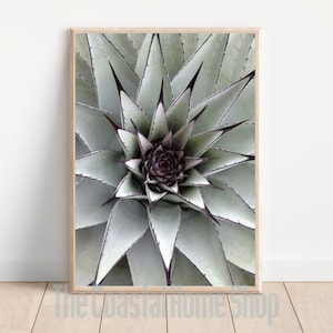 Kaktus Druck Poster Herunterladbare Kunst Sukkulenten Kakteen Küsten Ästhetische Wohnkultur Southwestern Stil Pflanze Foto Minimalistische Wand Kunst Büro