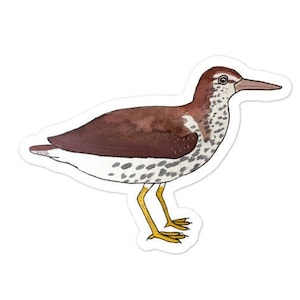 Spotted Sandpiper  bird decal - Watercolor Bird Art - Bird Sticker - Cute Animal Decal