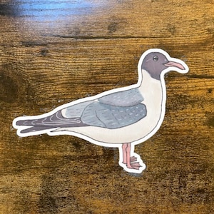 Laughing Gull Decal - Watercolor Bird Art - Bird Sticker - Cute Animal Decal