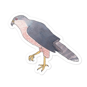 Cooper&#39;s Hawk bird decal - Watercolor Bird Art - Bird Sticker - Cute Wildlife Decal