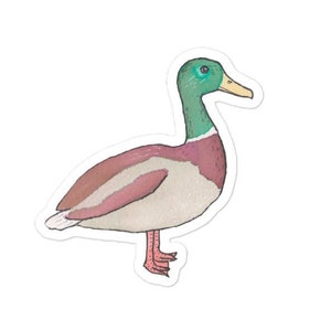 Mallard  - bird species decal - birding sticker - wildlife animal art