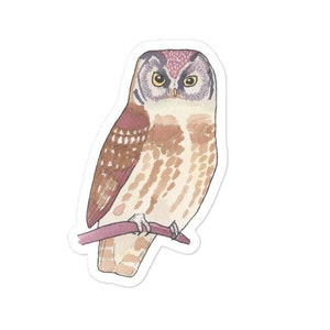 Boreal Owl  - Watercolor Bird Art - Bird Sticker - wildlife decal
