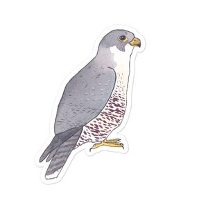 Peregrine Falcon  decal - Watercolor Bird Art - Bird Sticker - Bird Laptop Decal - Wildlife Sticker