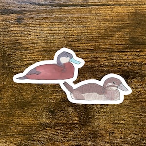 Ruddy Duck Decal - Watercolor Bird Art - Bird Sticker - Cute Animal Decal - Duck Sticker