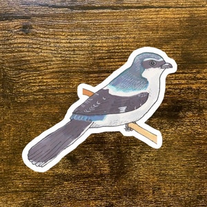 Loggerhead Shrike Decal - Art d’oiseau d’aquarelle - Autocollant d’oiseau - Décal d’animal mignon