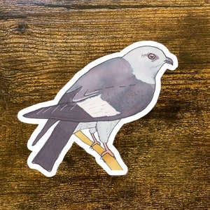 Mississippi Kite Decal - Watercolor Bird Art - Bird Sticker - Cute Animal Decal - Falcon Sticker