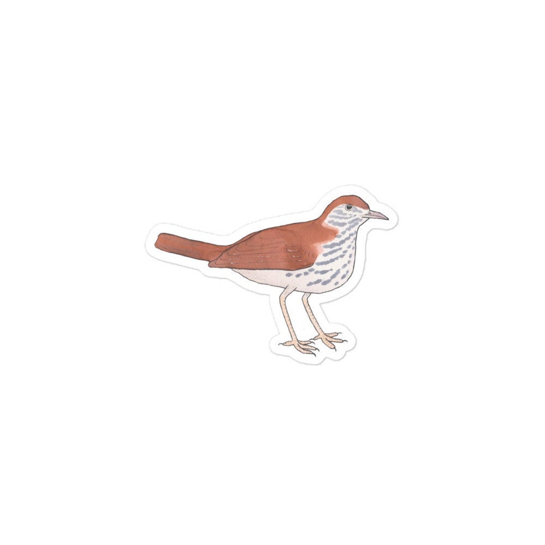 Thrush Bird Sticker Wood Thrush Sticker: Watercolor Bird Art Decal - Etsy