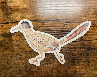 Roadrunner Decal - Watercolor Bird Art - Bird Sticker
