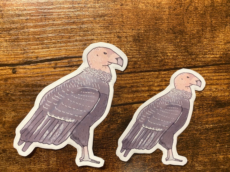California Condor Decal Watercolor Bird Art Bird Sticker - Etsy