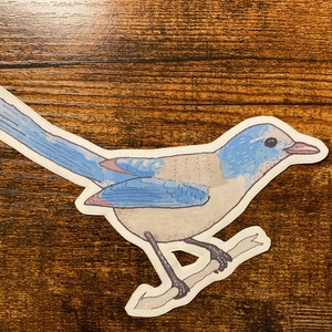 Florida Peeling Jay Aufkleber - Aquarell Vogel Kunst - Vogel Aufkleber - Florida Wildlife Aufkleber