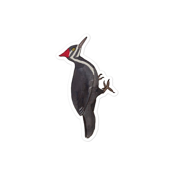 Pileated Woodpecker Bird Decal Watercolor Bird Art Bird Etsy