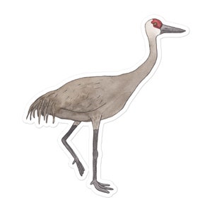 Sandhill Crane watercolor bird species art sticker decal