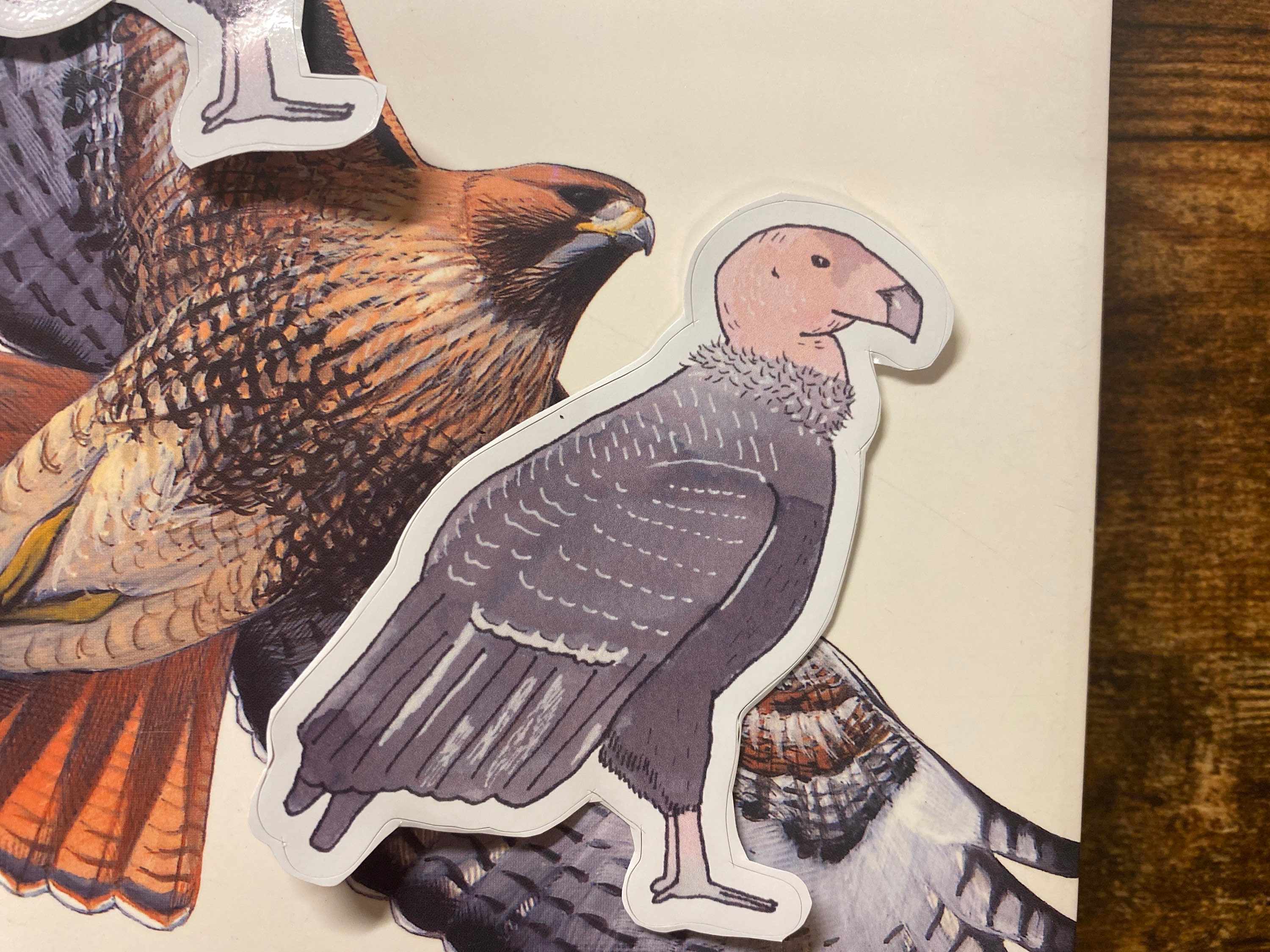 California Condor Decal - Watercolor Bird Art - Bird Sticker - Etsy