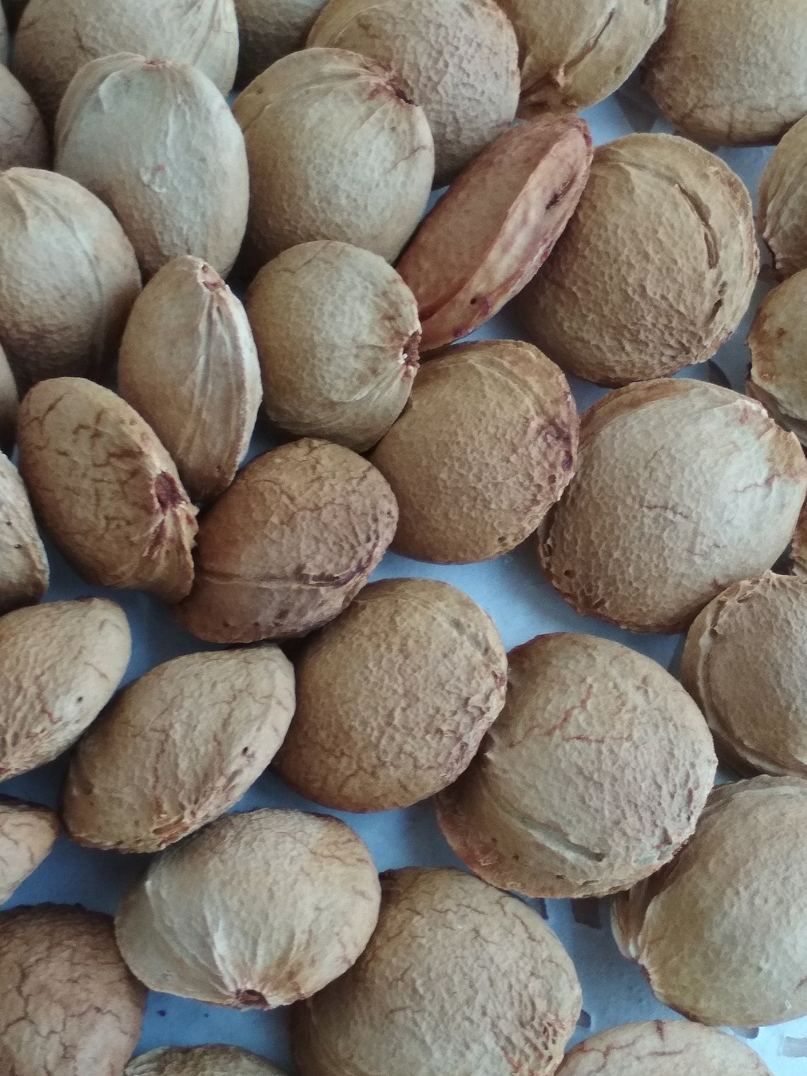 Apricot Pits Real Natural Apricot Pits Harvest 2020. Etsy