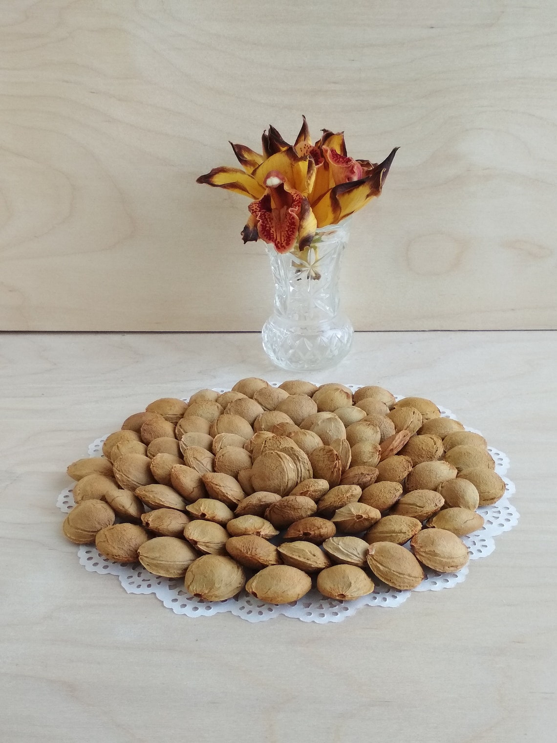 Apricot Pits Real Natural Apricot Pits Harvest 2020. Etsy