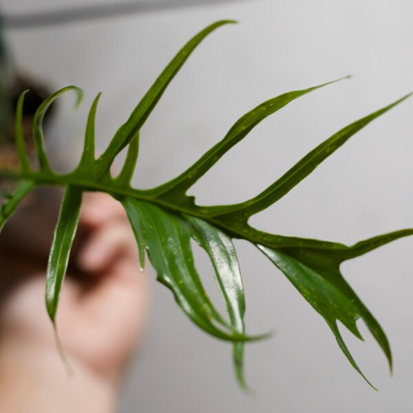 Philodendron Tortum Narrow Form