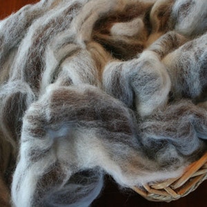 Spinning Fiber, Alpaca Pure Alpaca Roving Spiral Blend of White and Dark Brown Natural Fibers, Gift for Handspinner image 3