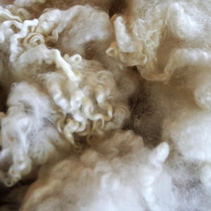 May include: Close-up of raw, unprocessed wool fibers. The wool is a creamy white color with varying textures, from soft, fluffy clouds to tightly curled locks. Ideal for fiber art, spinning, or felting projects.