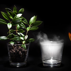 Puede incluir: Cuatro vasos de vidrio transparente, cada uno con un elemento diferente: agua con salpicaduras, una pequeña planta, humo y fuego.