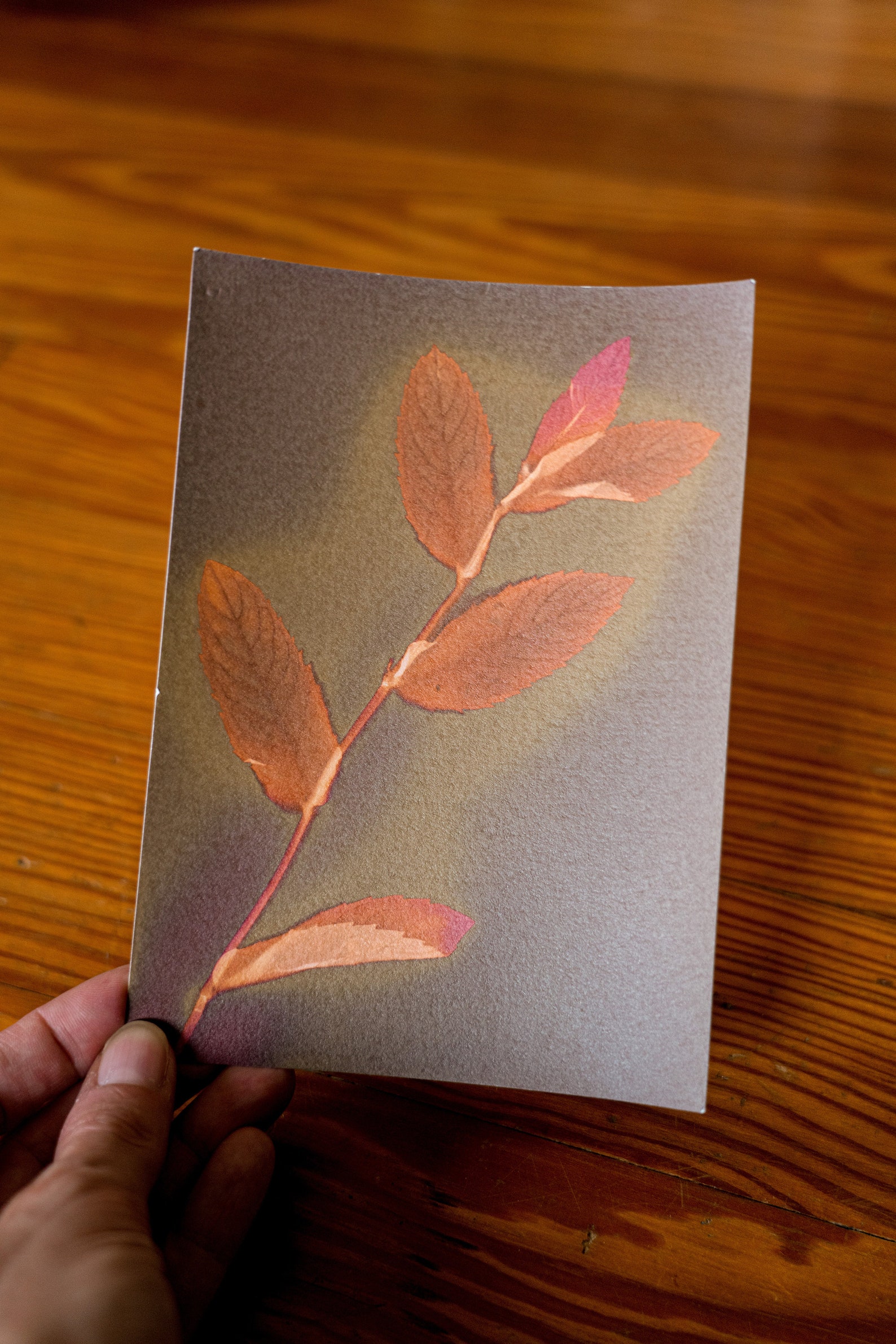 Small Handmade Lumen Print of on Silver Gelatin Paper Etsy