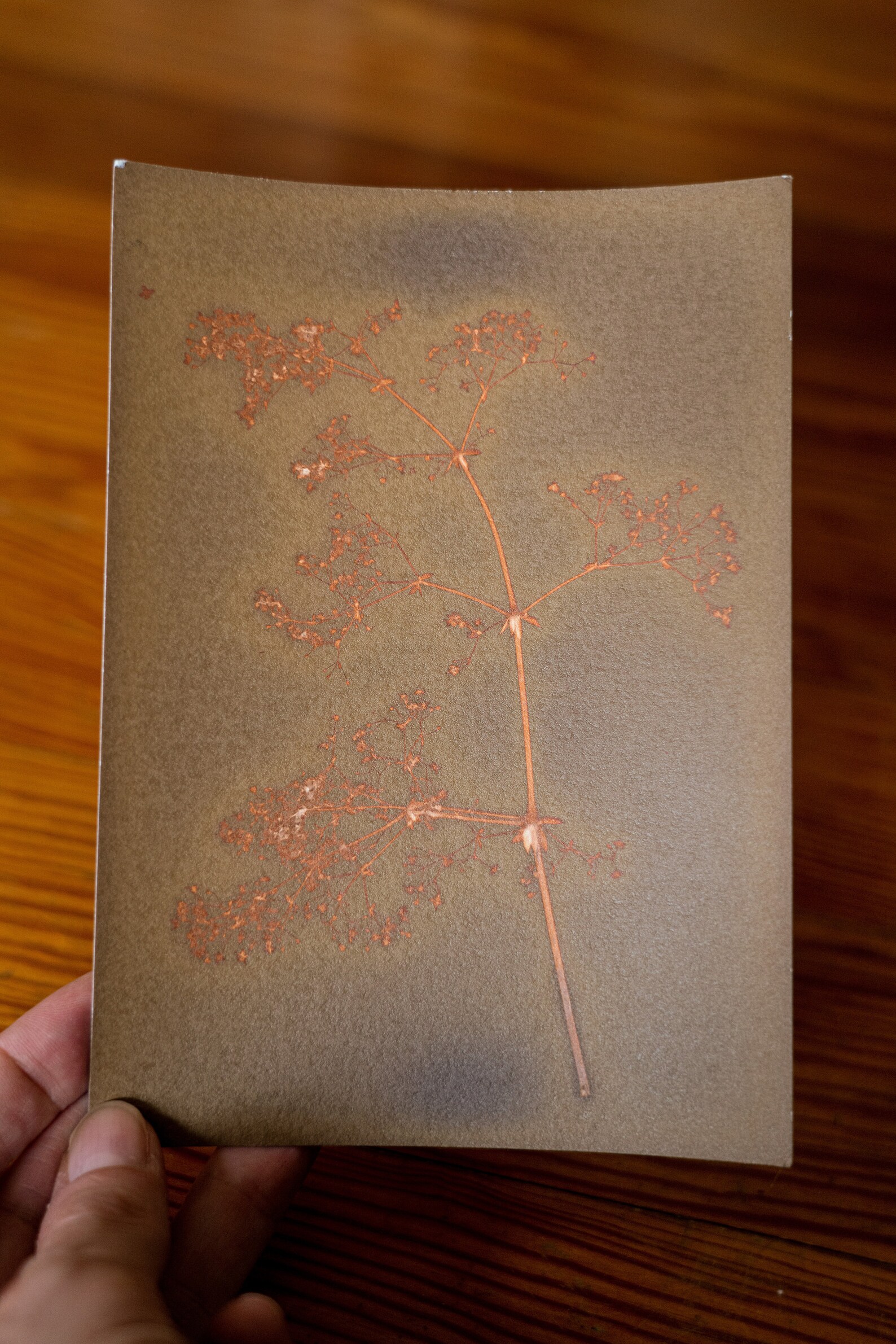 Small Handmade Lumen Print of on Silver Gelatin Paper Etsy