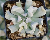 Echeveria Topsy Turvy