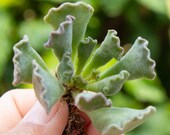 Adromischus Cristatus Key Lime Pie