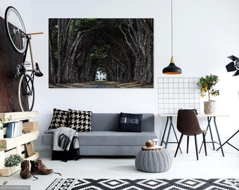 Point Reyes Cypress Tree Tunnel Coastal Print Art