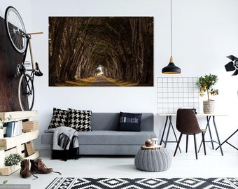 Cypress Tree Tunnel Point Reyes Coastal Art