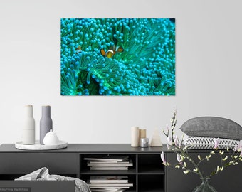 Clownfish Photo Print: Bali Ocean Wall Art