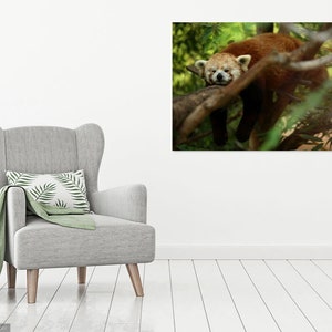 Sleepy Red Panda