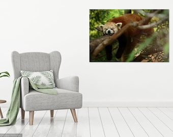 Sleepy Red Panda