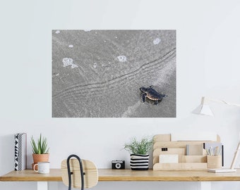 Baby Sea Turtle Photo Print: Kiawah Island Coastal Wall Art