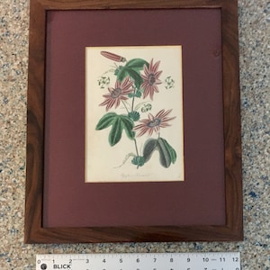 Passiflora kermesina, authentic engraving from an 1834 botanical journal