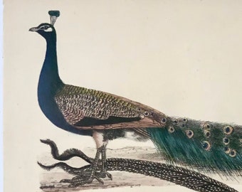 1819 Peacock, ornithology, Strack, chalk lithograph, hand color