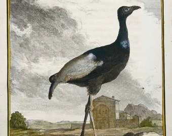 1779 Agami Heron, Seve, ornithology, 4to large edition, hand coloured engraving