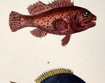 1836 Lacepede, pez exótico, pez loro, coloreado a mano, grabado