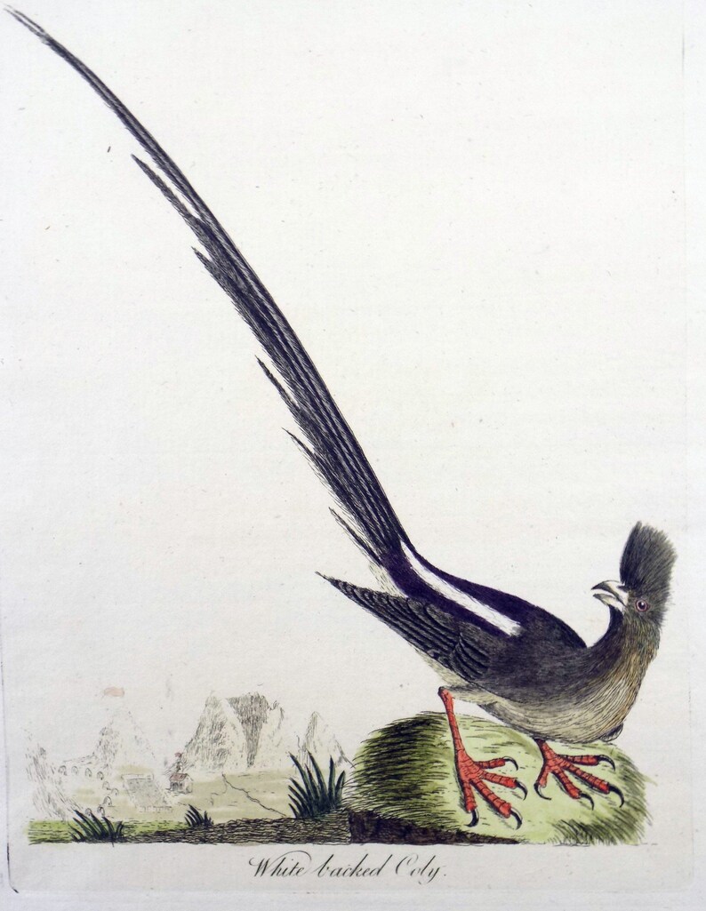 1785 John Latham Synopsis hand coloured engraving MOUSEBIRD Africa