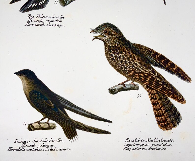 1830 SWALLOWS, Birds Ornithology Brodtmann hand coloured FOLIO lithograph image 4