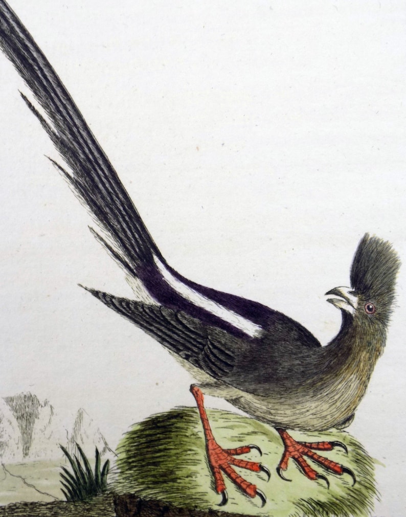 1785 John Latham Synopsis hand coloured engraving MOUSEBIRD Africa