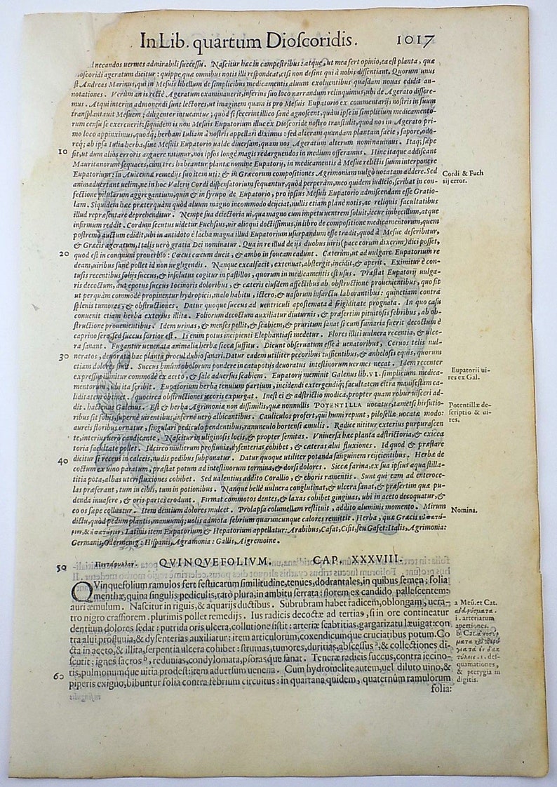 Liberale 1565 W Mayerpeck G Botany Folio Woodcut Cinquefoil Hand Colour