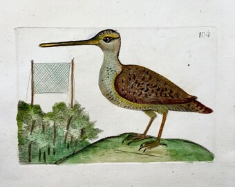 1794 Bekassine, Rémy Willemet (1735-1790), Quarto, Gravur, selten, Ornithologie